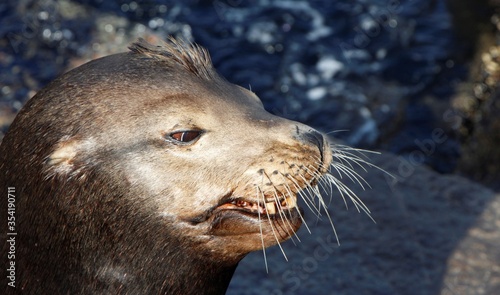 Sea lion up-close