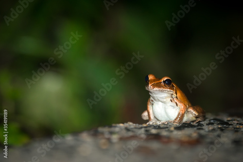 A Rocket Frog (Litoria nasuta) sits alone on the side of the road in Kuranda, Queensland, Australia. photo