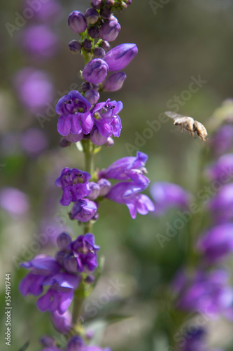 Rocky Mountain Penstemon with bee