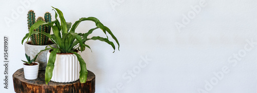 Banner with three different houseplants on a wooden table
