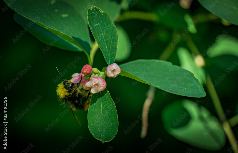 Obraz premium Hummel an Blüte 1