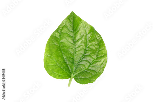 Betel leaves isolated on white background. Fresh green aromatic herbal leaves.