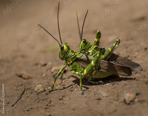 Mexican grasshopper couple, Macro insect photograpgy photo