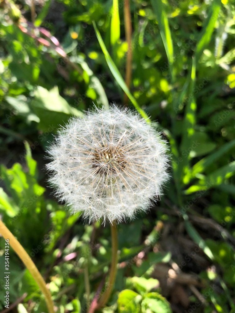 white dandelion flower in the garden white dandelion flower in the garden