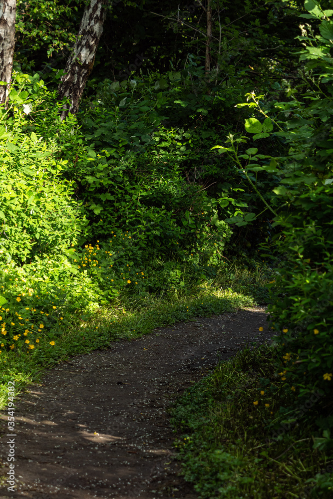 walking path inside park with green bushes, tiny yellow flowers and foliage on both sides on a sunny day walking path inside park with green bushes, tiny yellow flowers and foliage on both sides on a sunny day