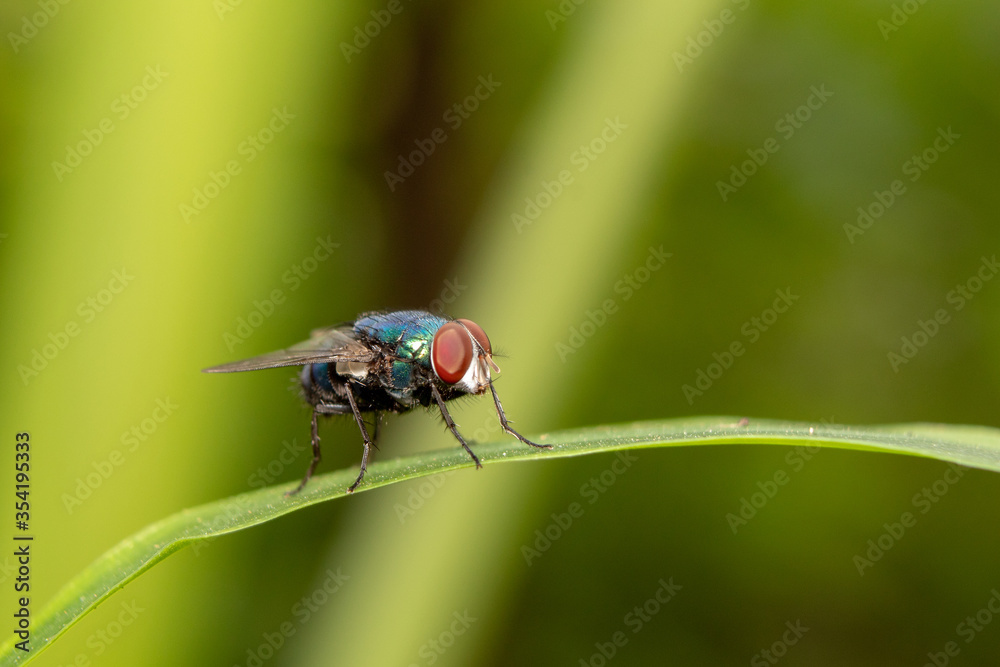 Housefly insect sits on green leaf in the morning Housefly insect sits on green leaf in the morning