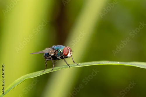 Housefly insect sits on green leaf in the morning