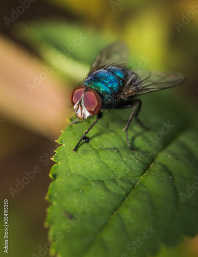 Housefly insect sits on green leaf in the morning