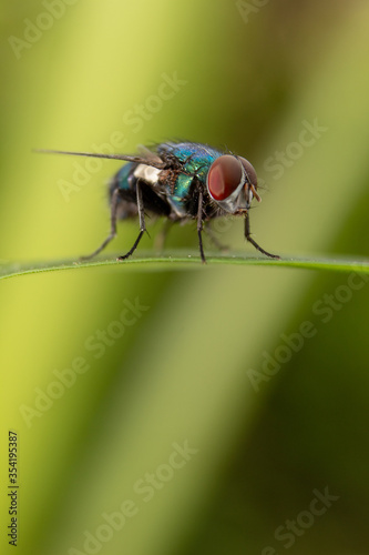 Housefly insect sits on green leaf in the morning