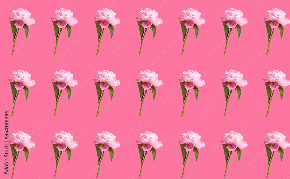 Fototapeta premium Many beautiful peony flowers on color background