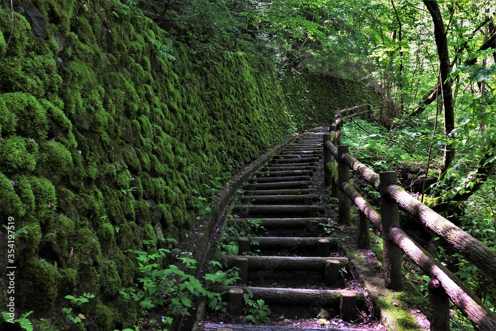Fototapeta premium 渓谷の苔に包まれた階段 