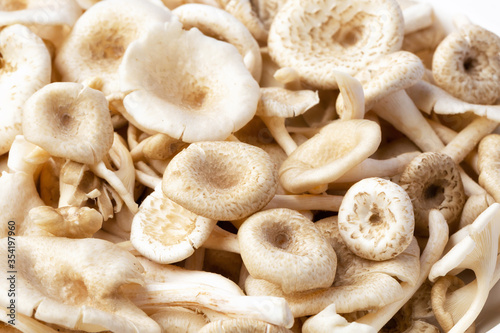 fresh whole mushrooms on white background