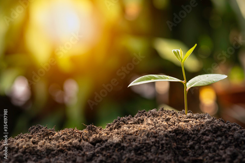 Agriculture and plant grow sequence with morning sunlight and green blur background. Germinating seedling grow step sprout growing from seed. Nature ecology and growth concept with copy space.