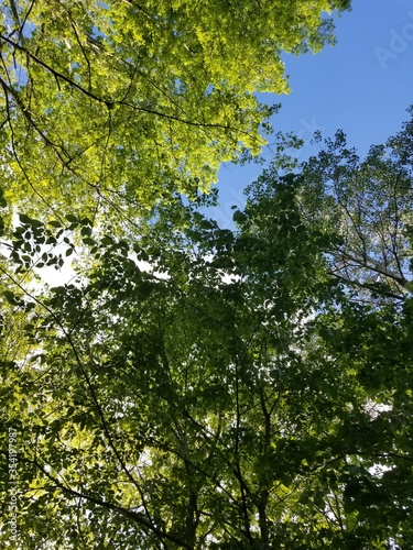 green maple leaves