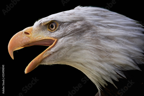 Canvas Print Head of a bald eagle (Haliaeetus leucocephalus) screaming with beak open isolate
