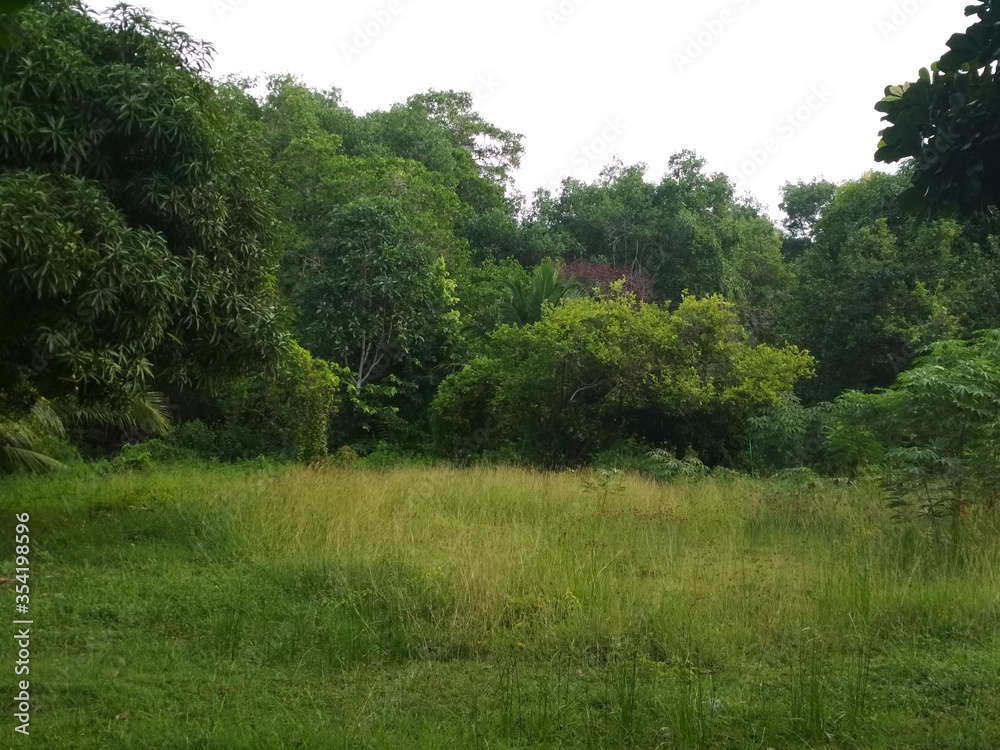 ARBOLES EN EL BOSQUE