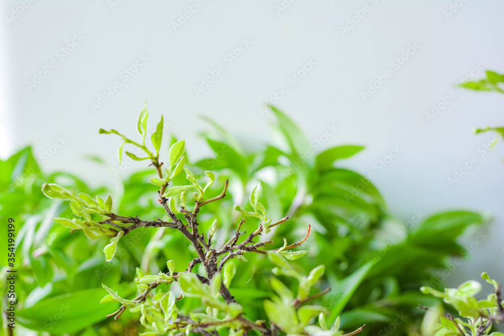 Spring branches with small green young leaves on green blurred background
