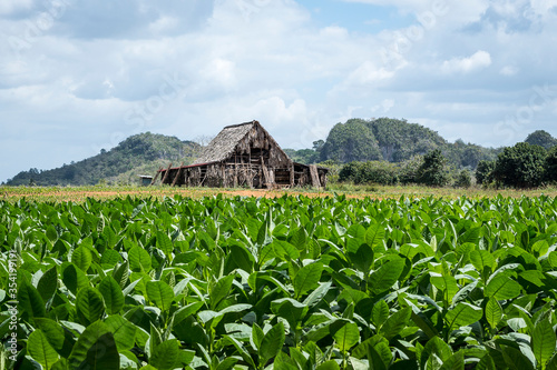 plantación de tabaco en el valle de viñales cuba photo