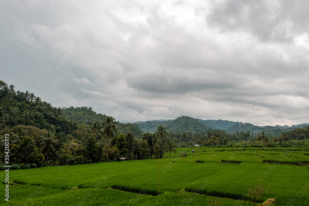 Beautiful rice fields in a valley among tropical mountain ridges in cloudy weather