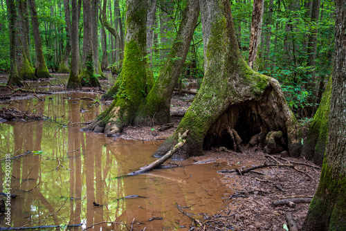 trees in the swamp