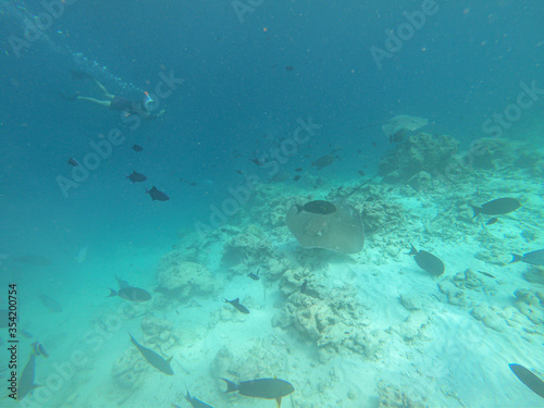 UNDERWATER: Young snorkeler dives with a school of tropical fish and stingrays