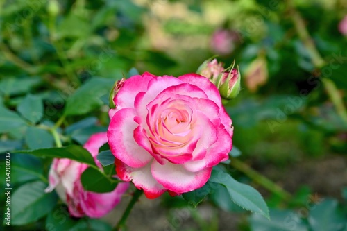 ひっそりと咲くピンクのグラデーションのバラ