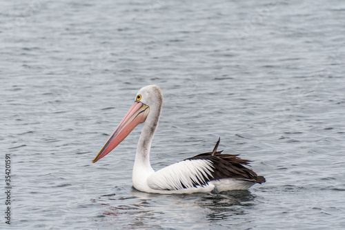 Pelican on the foreshore at Rockingham beach