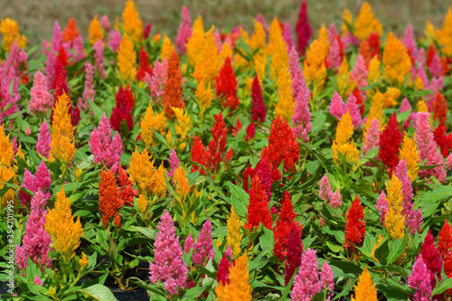 Close up Colorful Blooming Cocks comb, Foxtail amaranth, Celosia Plumosa or Celosia argentea