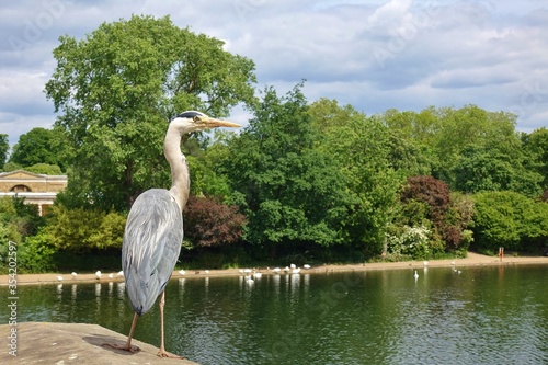 Foto A heron bird over the Thames River in London, England