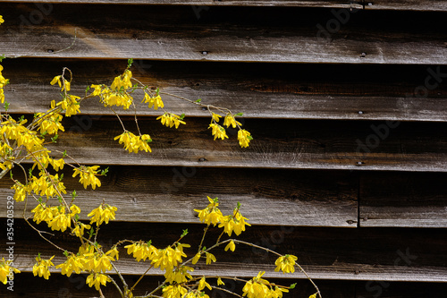 Yellow spring flowers up against an old weathered sided home
