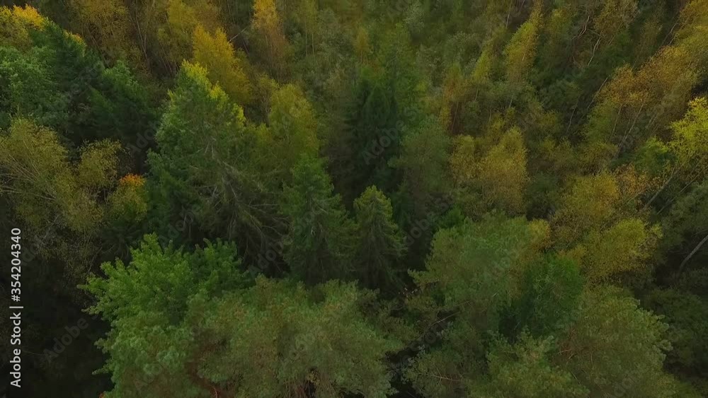 Flight of the camera through a dense green forest over the crowns of tall fir trees and a lonely asphalt road. Flight of the camera through a dense green forest over the crowns of tall fir trees and a lonely asphalt road.