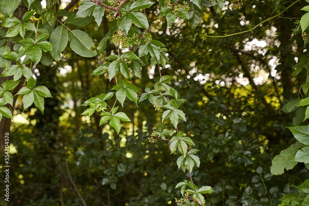 Red leaves of virginia creeper, Parthenocissus quinquefolia