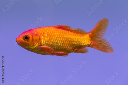 Gold pet goldfish in captivity © norikko