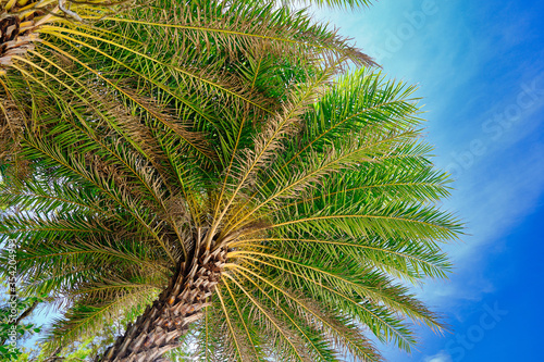 Fototapeta Naklejka Na Ścianę i Meble -  Beautiful palm tree on the beaches of Cayman Islands