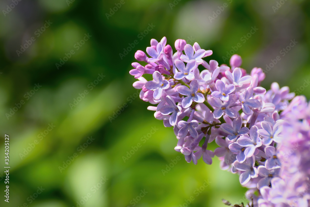 Branch of blossoming lilac on a sunny day Branch of blossoming lilac on a sunny day