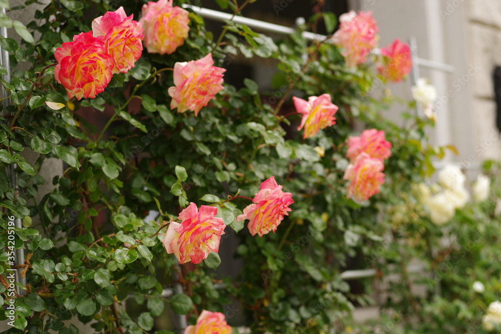 薔薇 薔薇