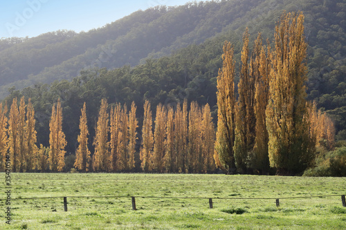 Autumn in Australia, Poplar trees in the Mitta Mitta Valley, Victoria photo