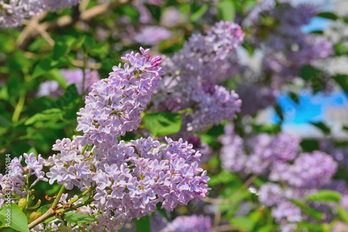 Branch of blossoming lilac on a sunny day