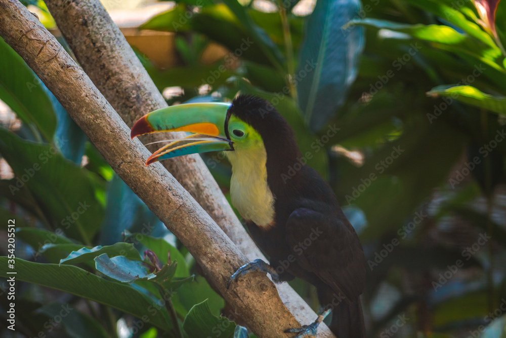 Hermoso tucan pico colorido en zoologico de Panama Summit Hermoso tucan pico colorido en zoologico de Panama Summit