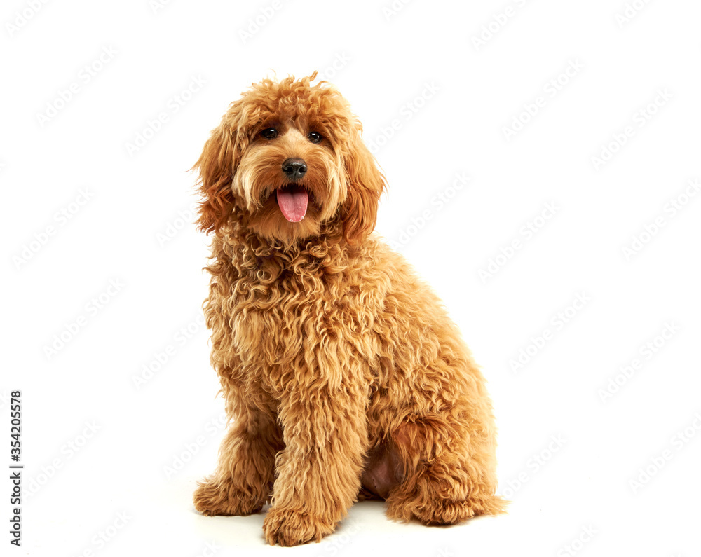 Fototapeta premium Dogs