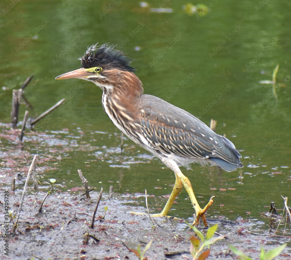 A young green heron (Butorides virescens subspecies anthonyi) strides along the water's edge on Watsonville Slough. A young green heron (Butorides virescens subspecies anthonyi) strides along the water's edge on Watsonville Slough.