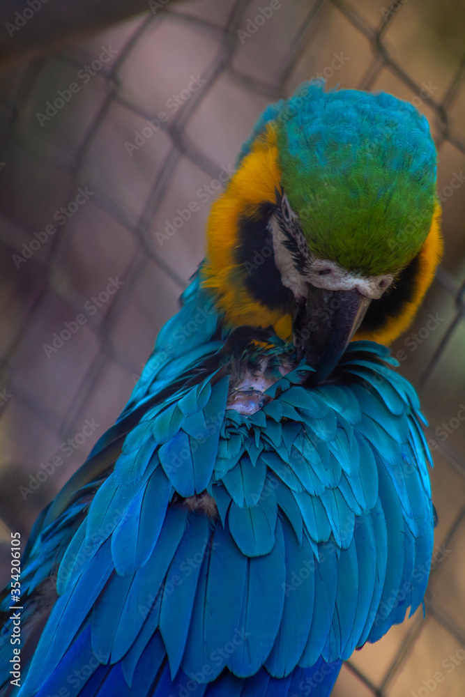 Obraz premium Guacamaya azul con amarillo posada en la naturaleza