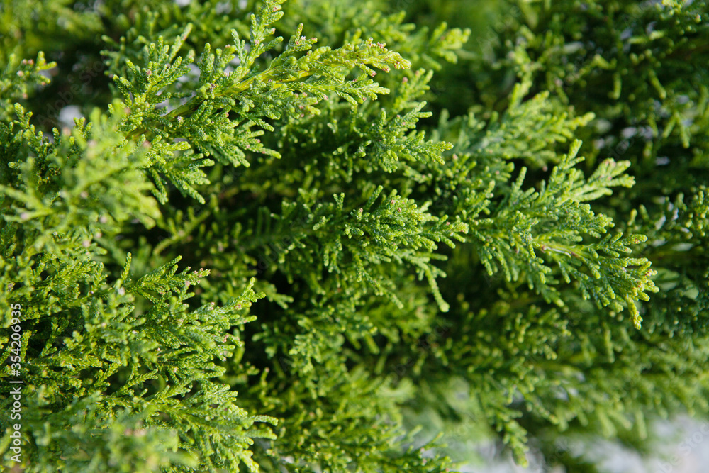 Background for web design green needles.