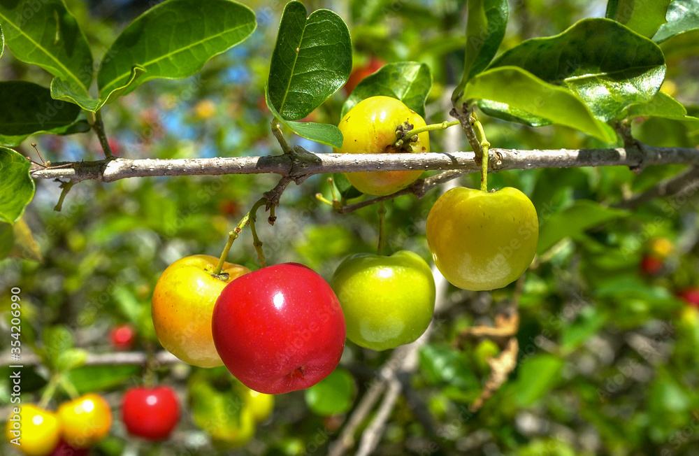 Acerola fruit. Rich in vitamin C it is widely used to make juice.