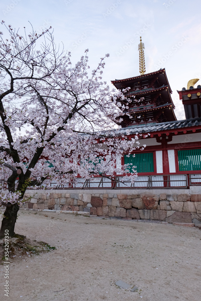 Shitennoji Temple with Sakura in Osaka, Japan Shitennoji Temple with Sakura in Osaka, Japan