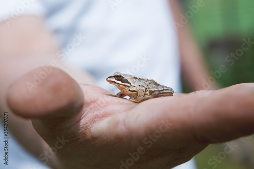 Frog on the palm