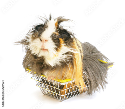 a funny shaggy sheba guinea pig sits in a small shopping basket on a white background. Pets, shopping, pet store.