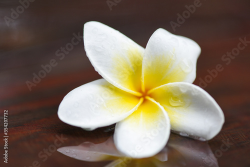 Plumeria flowers with drop water on wooden after rain - Other names Frangipani , White Plumeria , Temple Tree , Graveyard Tree