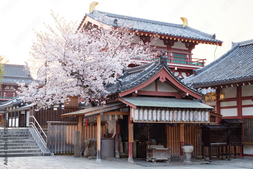 Shitennoji Temple with Sakura in Osaka, Japan Shitennoji Temple with Sakura in Osaka, Japan
