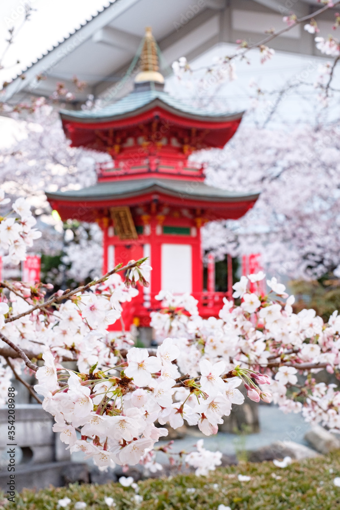 Shitennoji Temple with Sakura in Osaka, Japan Shitennoji Temple with Sakura in Osaka, Japan